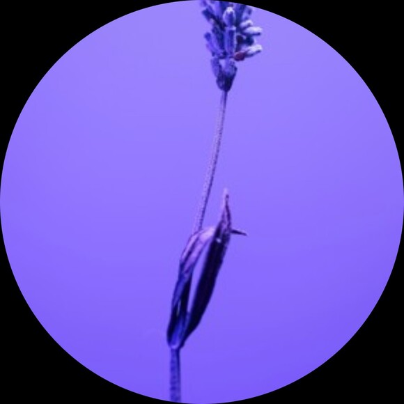 purpleprojects